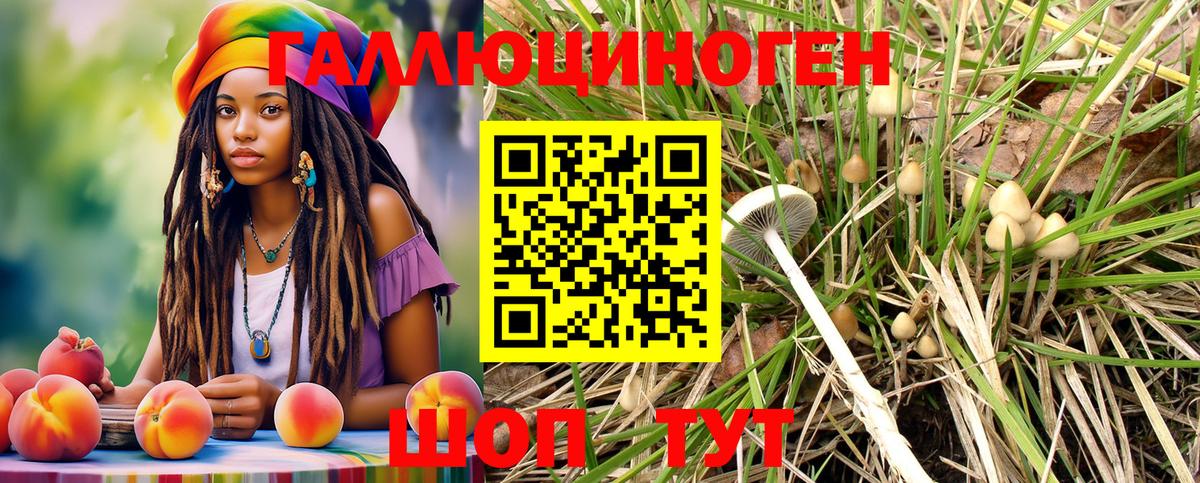 Галлюциногенные грибы Psilocybe Гуково